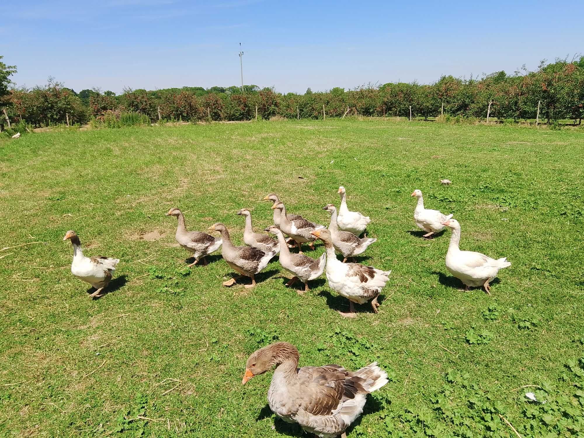 Sprzedam gęsi z własnego chowu