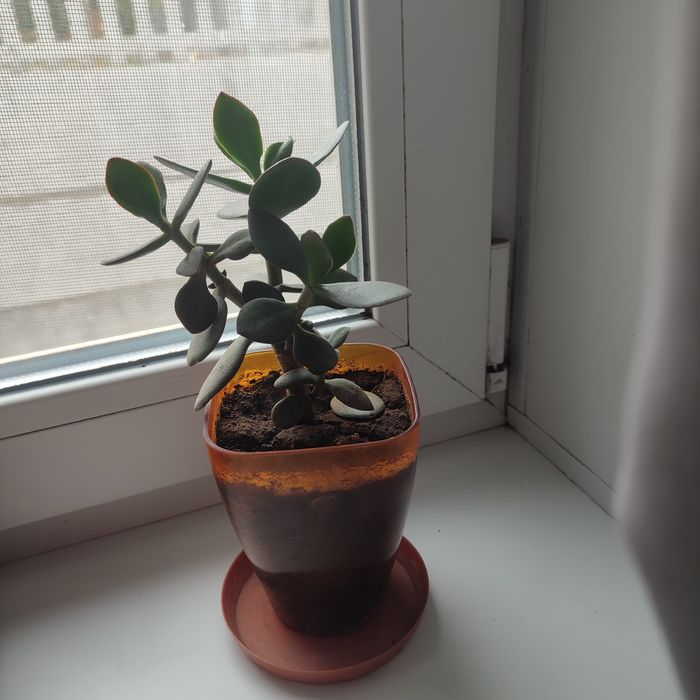 Комнатные цветы в продаже