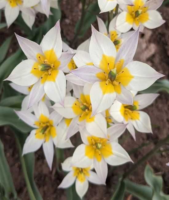 Tulipany botaniczne Turkiestańskie 50 cebulek za 45 zł