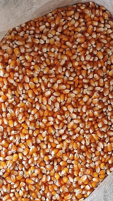 Milho miúdo seco ao sol