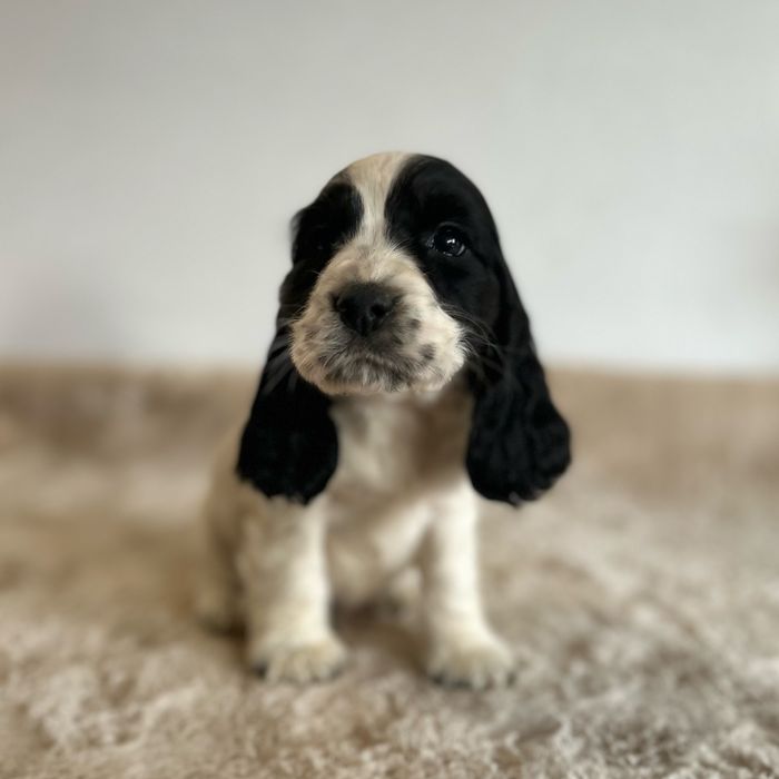 Cocker spaniel angielski
