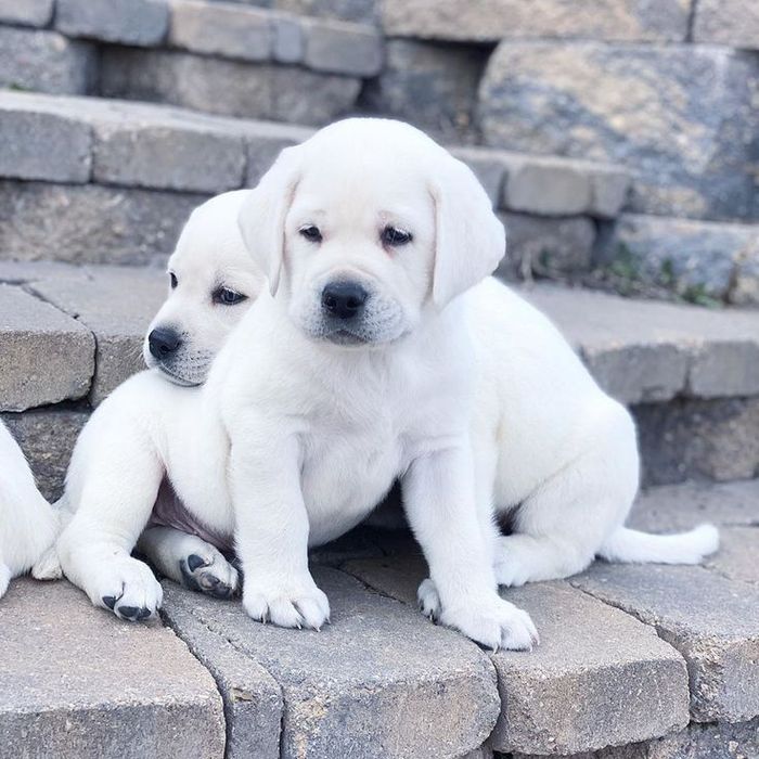 Белый Мишка Лабрадорчики Элитные щенки Питомника есть Шоколад мальчик