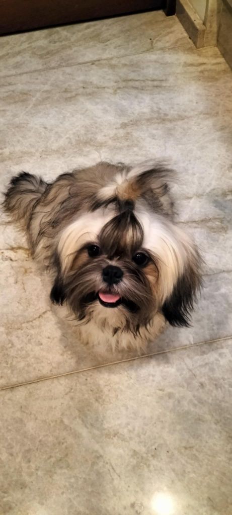 Piesek shih tzu z 3 szczepieniami .