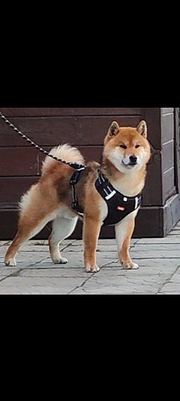 Шиба Ину,Сіба Іну(Shiba·inu) 21месяц