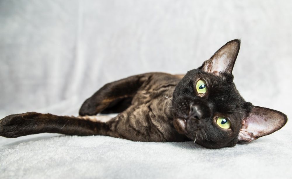 Kotek Devon Rex FPL