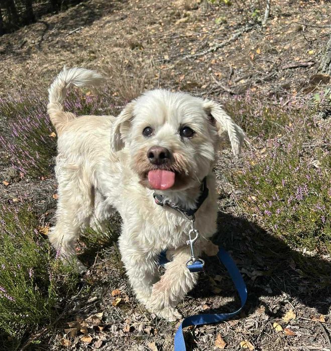 Ptyś, radosny piesek, szuka nowego domu