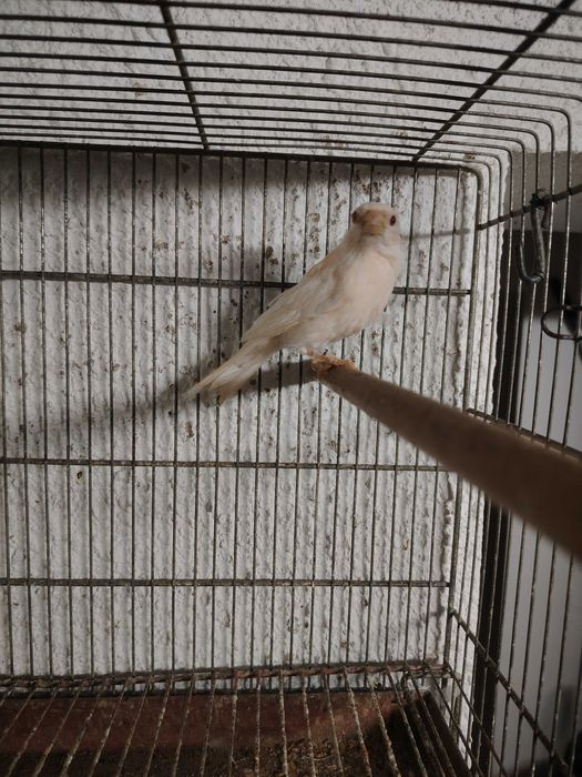 Cardinalitos machos 2025 e carpudacos de mutação