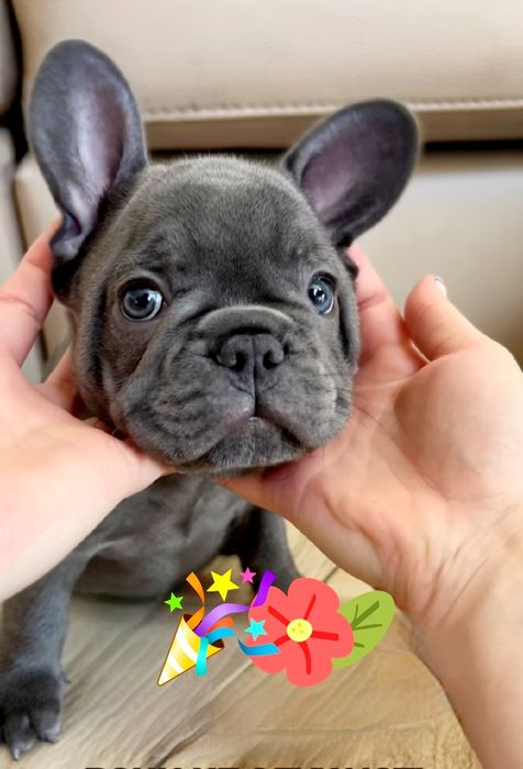 Міні цуценята бульдог блакитний