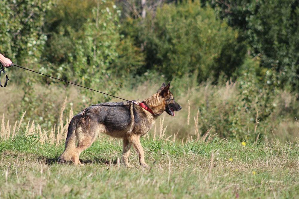 DAKOTA pies owczarek niemiecki do adopcji suczka kochana łagodna