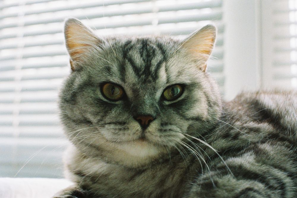 Olympus OM-10 with Zuiko 50mm f1.8 стан нового