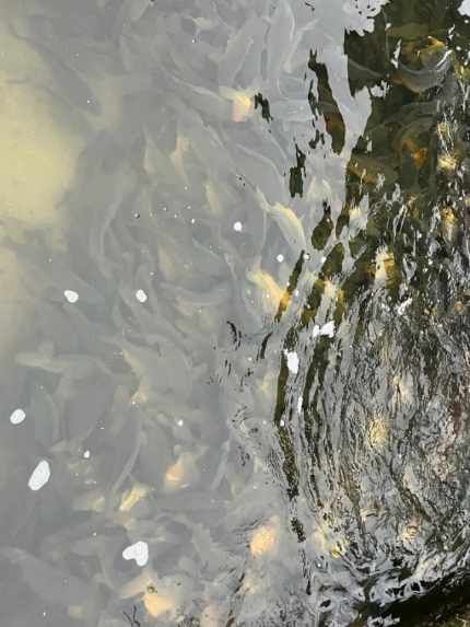 RYBA-Karp Zarybienie