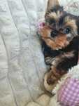 Ciemno złota suczka Yorkshire Terrier