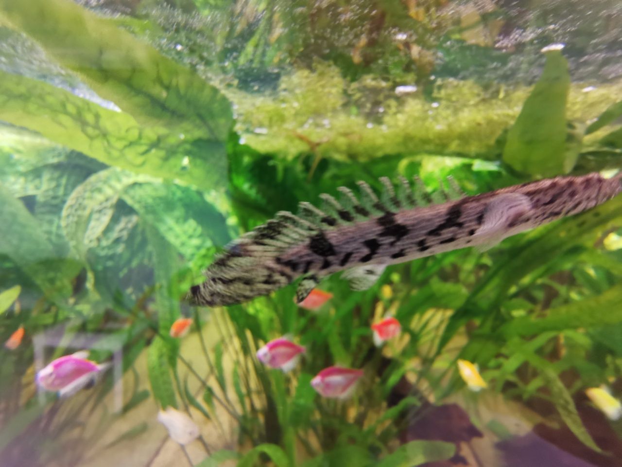 polypterus endlicherii