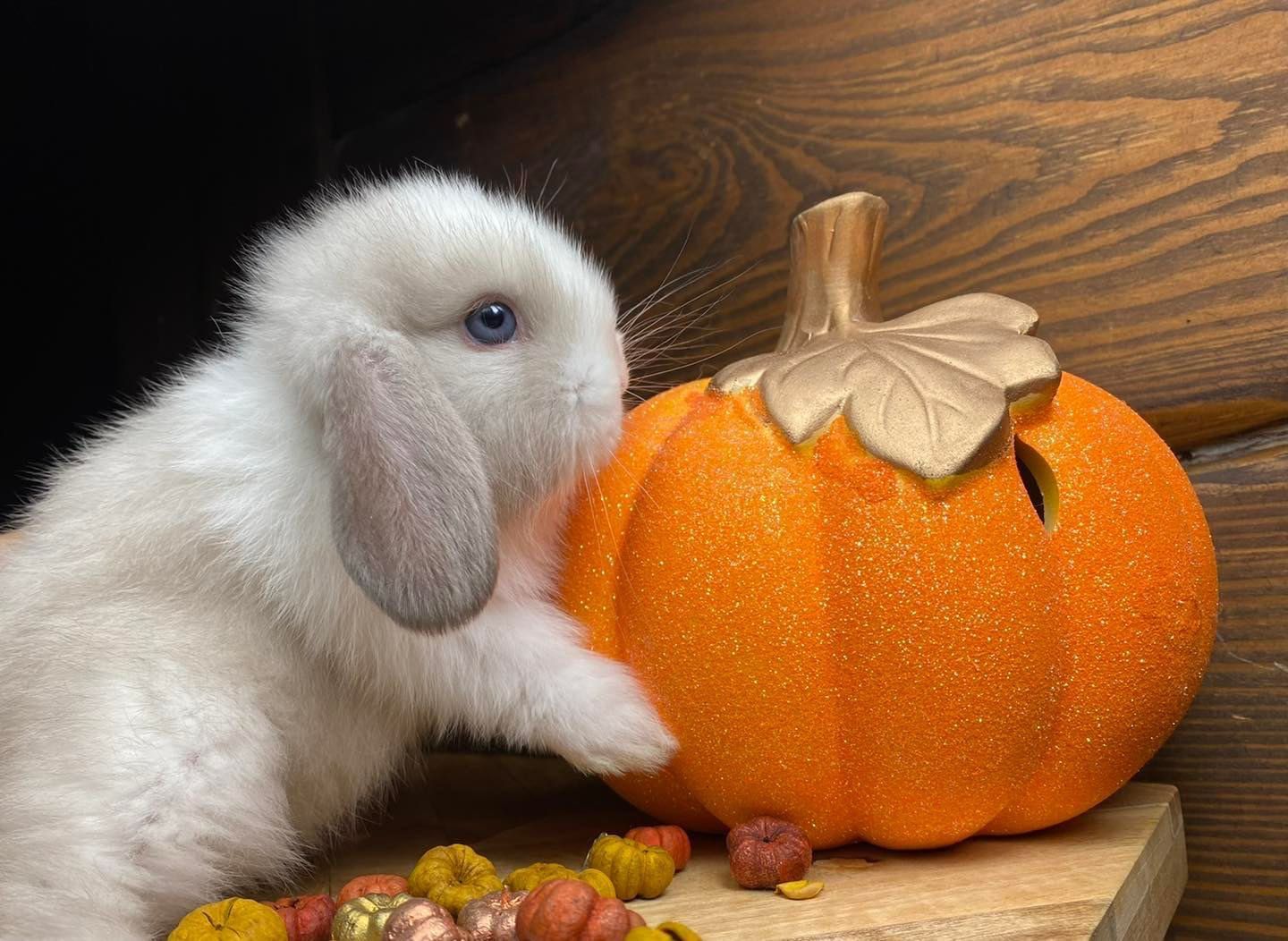 Króliki miniaturki mini teddy mini lop mini angora dostępne od ręki