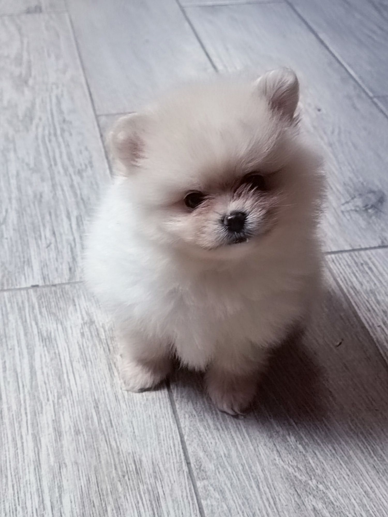Pomeranian suczka "boo"