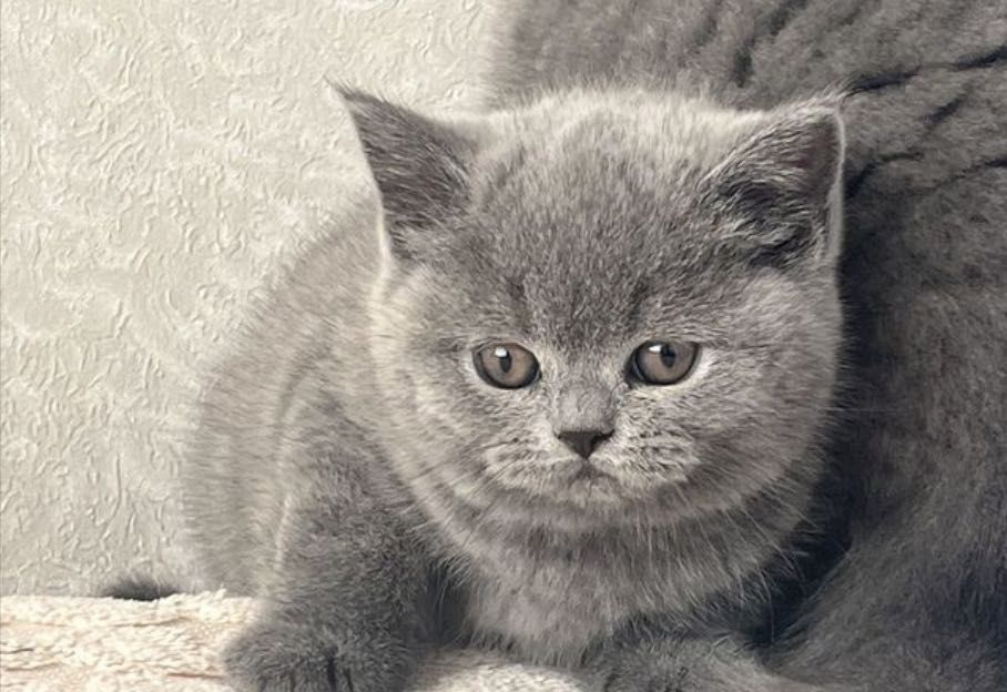 Контактные британские малыши!