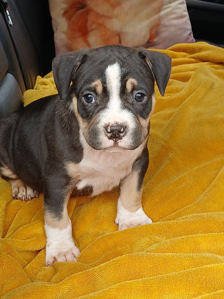 Amstaff śliczny piesek
