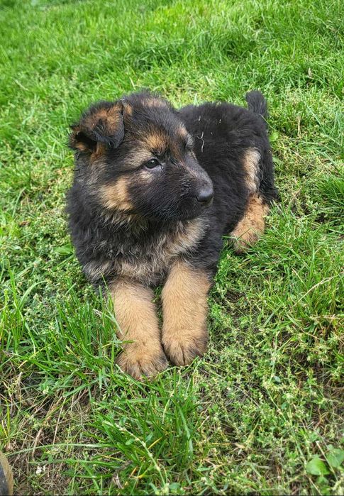 Owczarki niemieckie długowłose !!