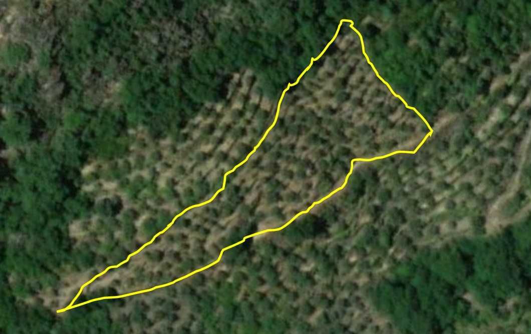 Terreno agrícola em Lagoaça (Rebolal)) - Olival com +/- 200 Oliveiras
