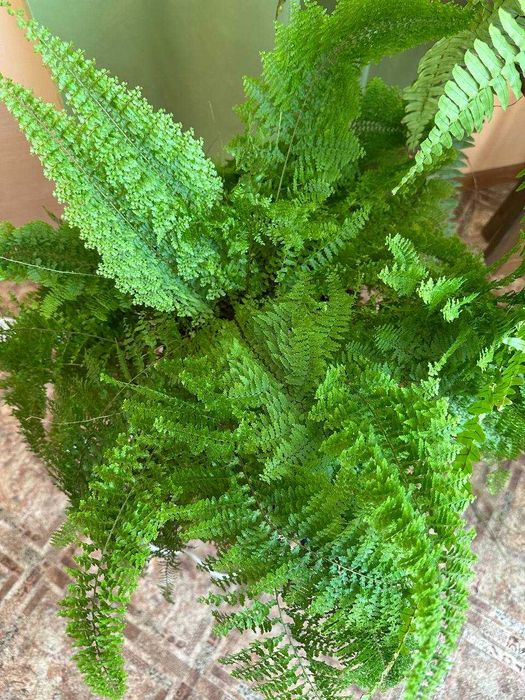 Папороть кучерява