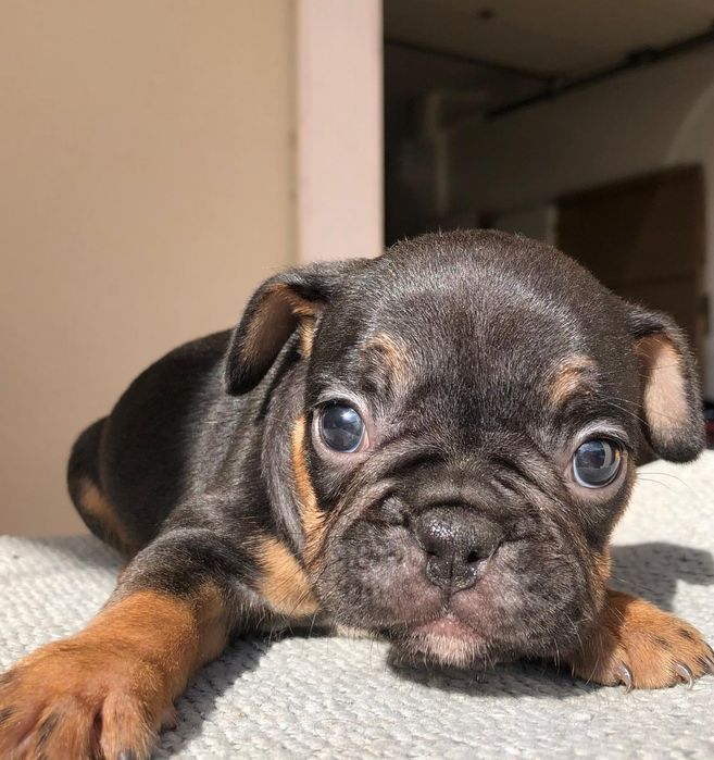 Bulldog francês fêmea excelente