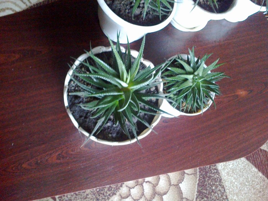 Кактус суккуленты Харвотия разных размеров. Уникален