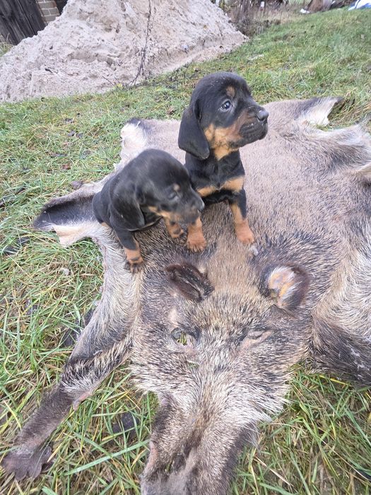 Suczka Gończy Polski