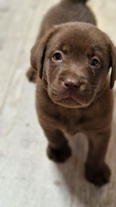Labrador retriever szczeniak z rodowodem