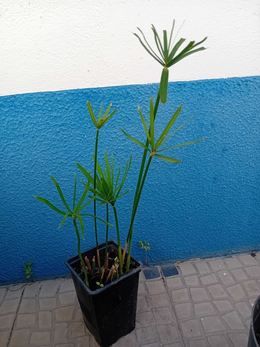 Sombrinha Chinesa / Papiro anao