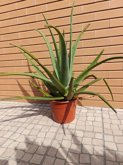 Planta aloé vera