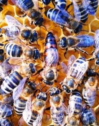 Матки  Карпатка. Бджолопакети Пчелопакеты, пчелы.