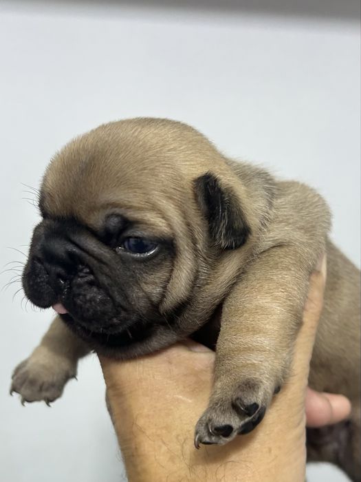 Bulldog frances Menino