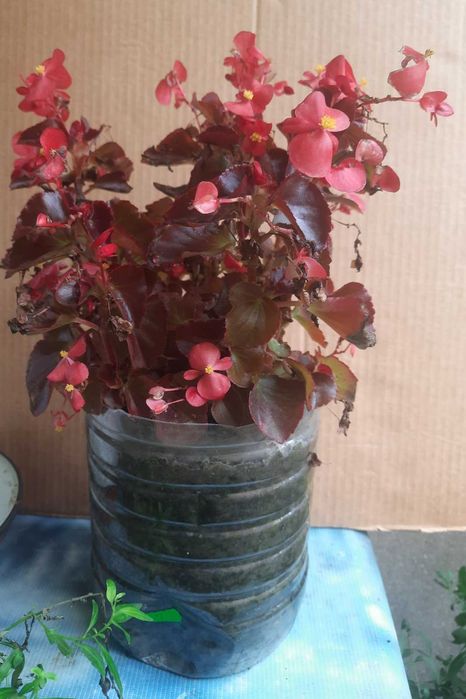 Бегония, Пеларгония, Калачик, Рео, Ладья Моисея. Домашні рослини.