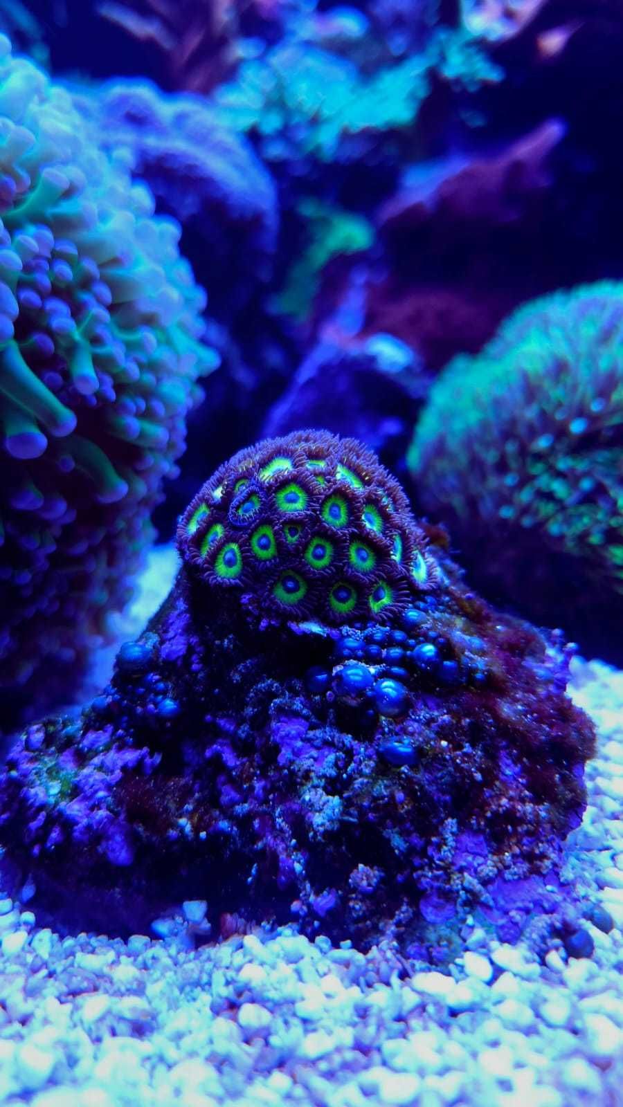 Koralowiec zoantus