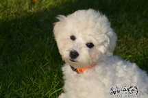 Bichon frise FCI gotowy do nowego domku.