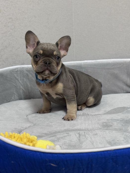 Блакитні цуценята французький бульдог