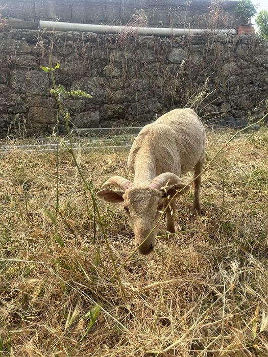 Borrego Merino Puro!