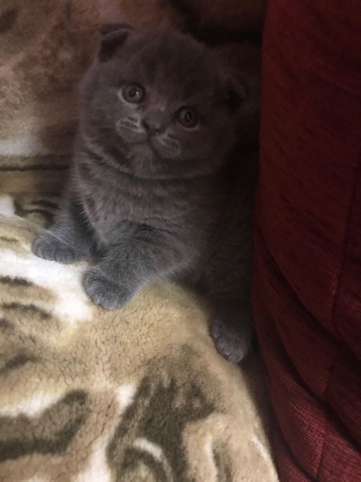 Шотландець-в‘язка