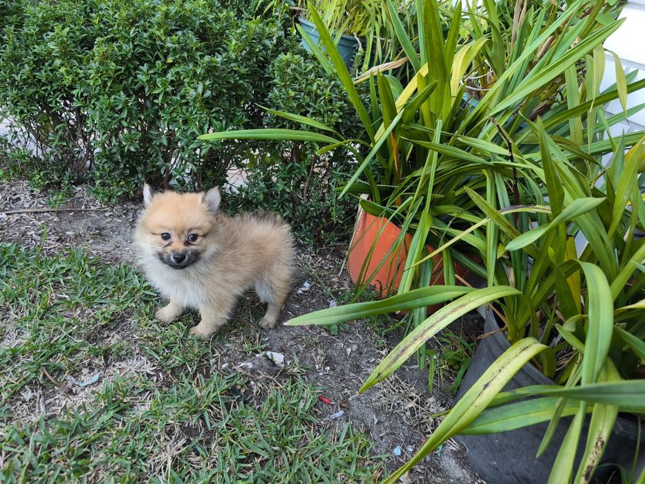 Spitz alemão anão fêmea Lulu da Pomerânia criado em ambiente familiar