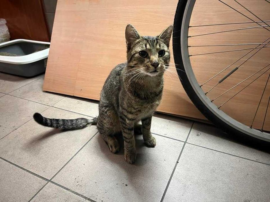 DIEGO kocurek młody kochany przytulas adopcja schronisko