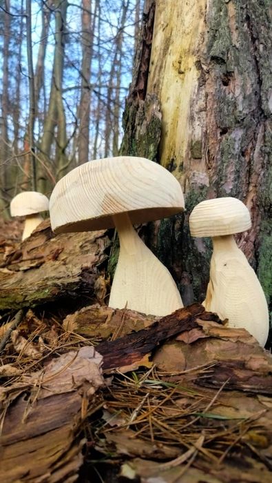 Grzyb z drewna typu borowik, prawdziwek, koźlarz