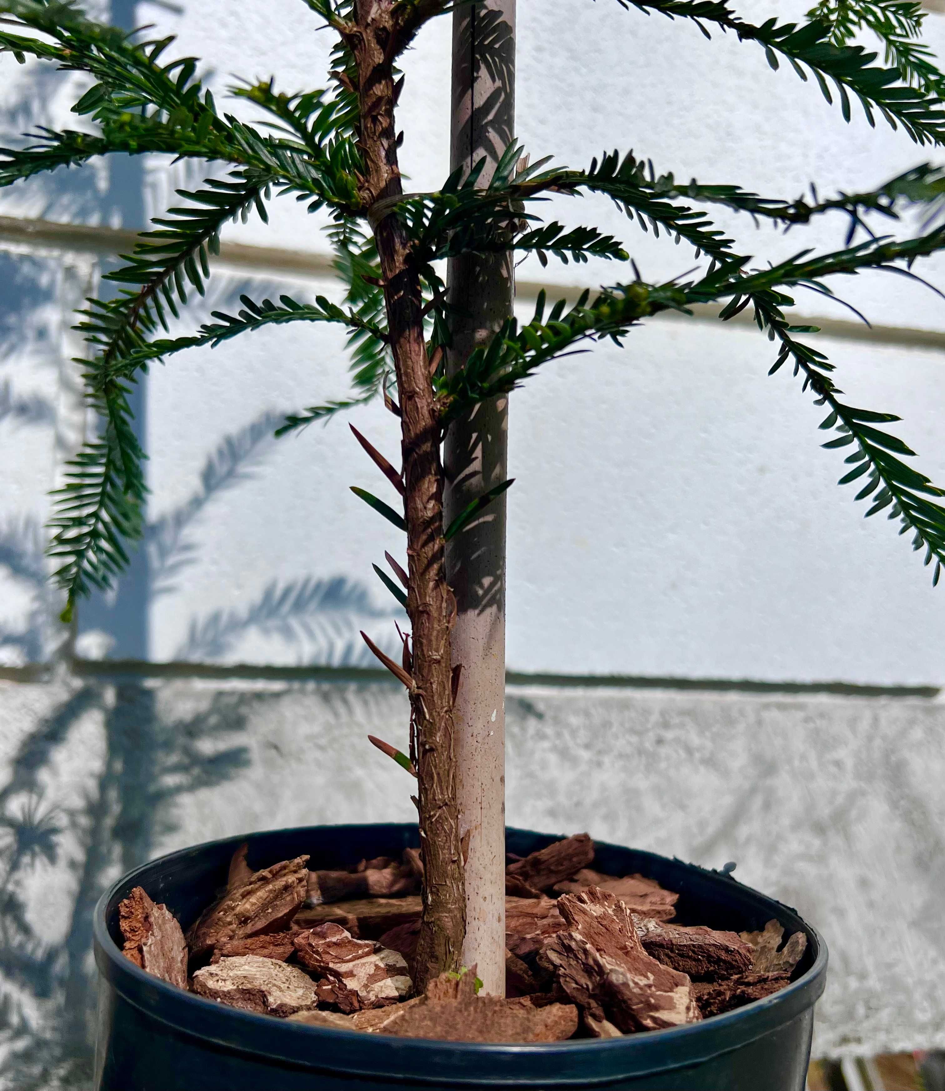 Sequoia Sempervirens, a maior árvore do Mundo!