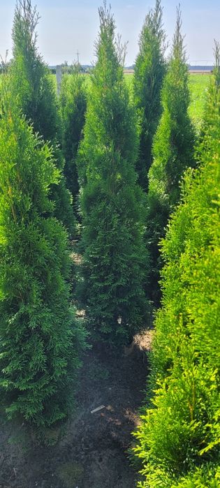 Tuja smaragd 140 cm tuje brabant 120 thuja szmaragd 100 oborniki