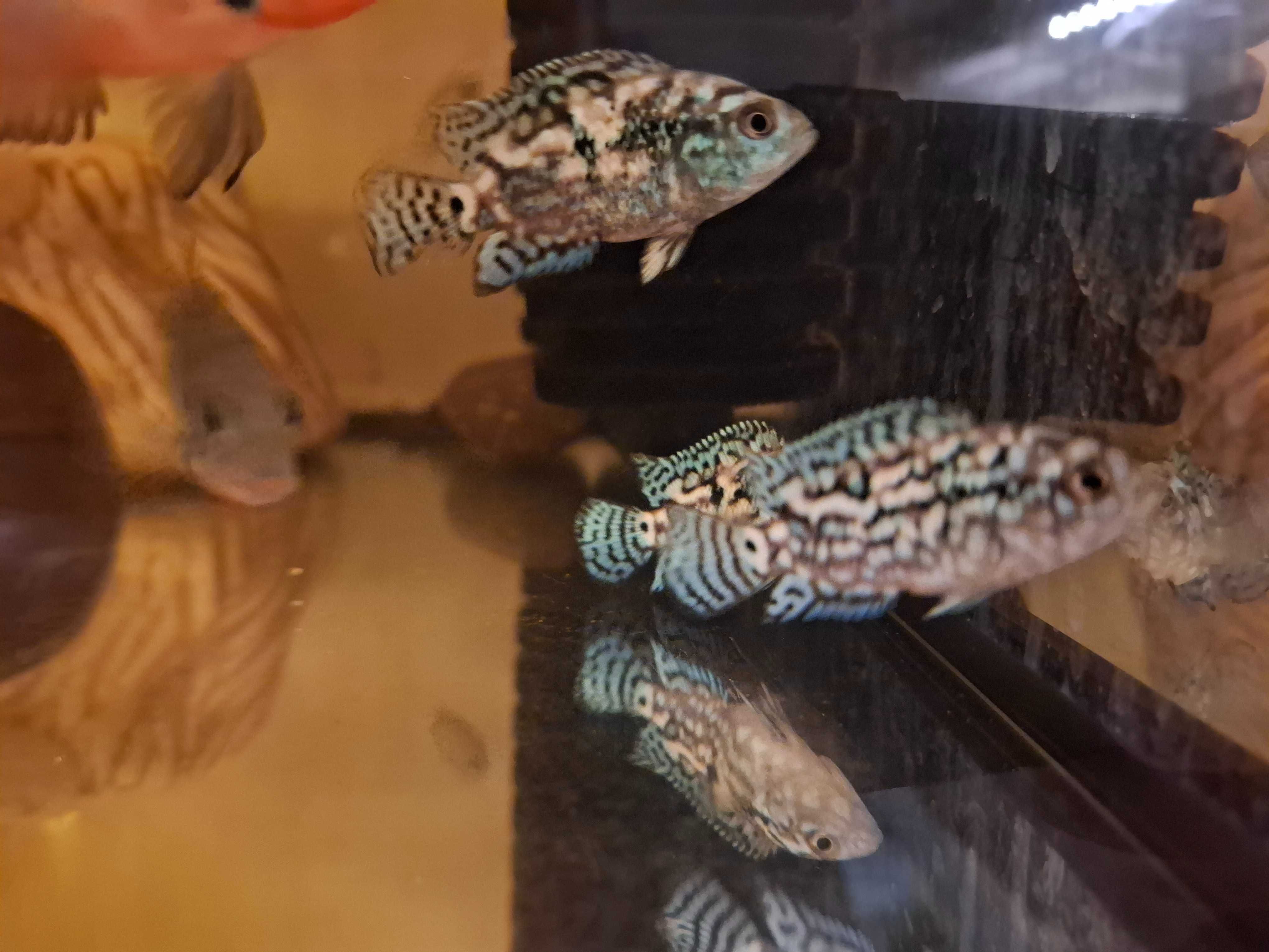 pielęgnica jack dempsey