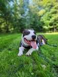 Sprzedam Amstaffa (american staffordshire terrier)