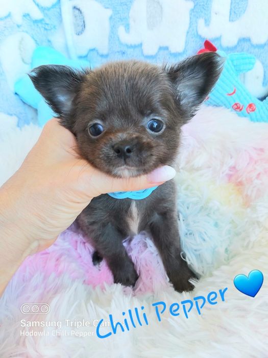 Długowłosy BLUE niebieski samczyk chihuahua MINI