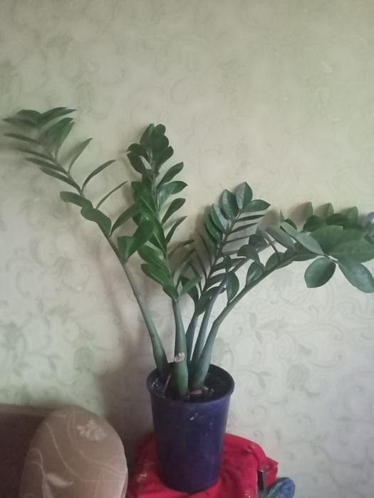 Продам замиакульккус