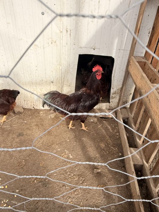 Ovos galado de Rhode Island Red
