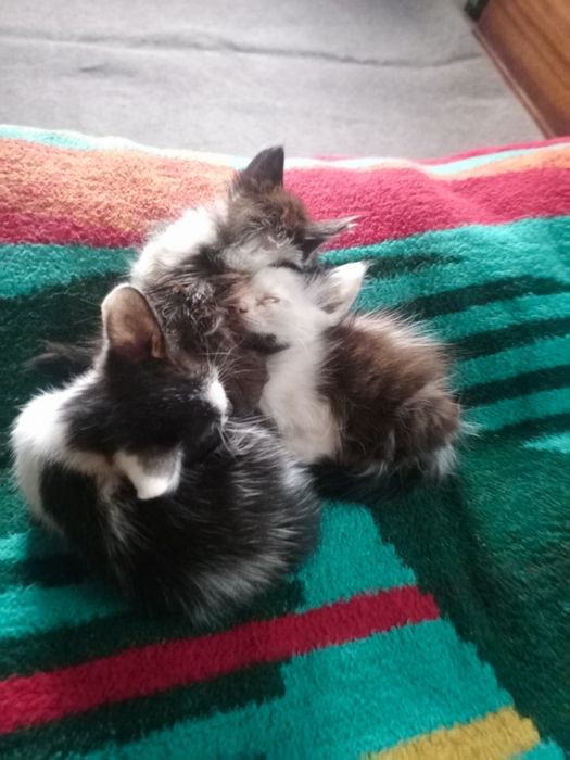 Кошенята у родини безкоштовно