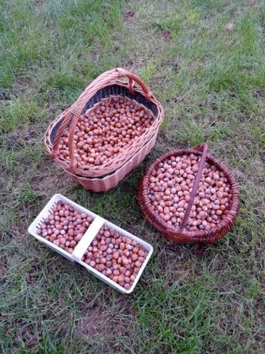 Orzechy laskowe tegoroczne